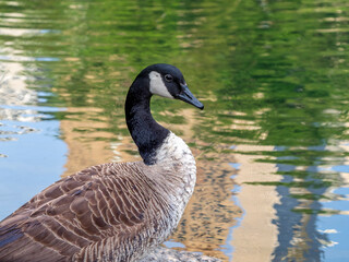 Naklejka na ściany i meble Canadian Goose in Central Park