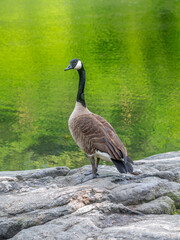 Canadian Goose in Central Park