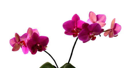 Fototapeta na wymiar orchid red color on a white background