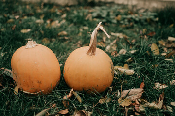 Thanksgiving day. Autumn. Halloween pumpkin on a wooden background, Holiday decoration. Halloween...