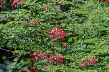 Naklejka premium Selective focus colorful Dwarf Poinciana in green background.Also called Barbadose Pride, Flamboyant, Flame Tree.Beautiful orange flower in a garden.