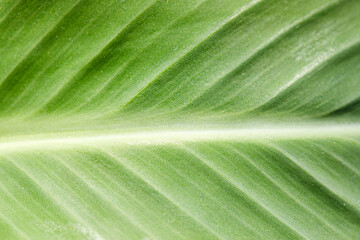 green leaf texture