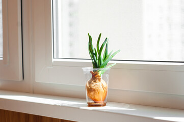 Onions grows in a transparent plastic glass against the background of the city on the windowsill