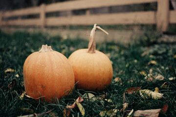 Thanksgiving day. Autumn. Halloween pumpkin on a wooden background, Holiday decoration. Halloween mood.