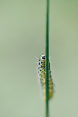Chenille jaune et noir en train de ramper sur une herbe