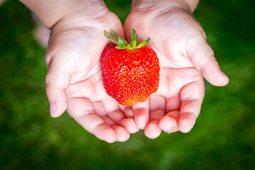 Strawberries in the hands of a child