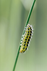 Chenille jaune et noir en train de ramper sur une herbe