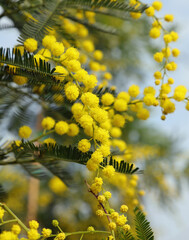 branch of yellow mimosa in bloom in March symbol of Womens Day