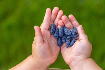 Honeysuckle in the hands of a child