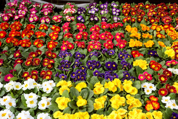 many pots of colorful primroses flowers blossomed in spring