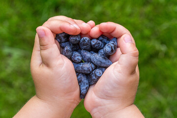 Honeysuckle in the hands of a child