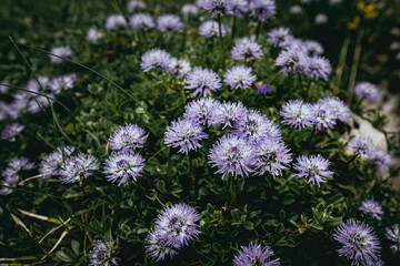 Globulaire, joli fleur violette de montagne