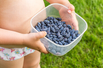 The child holds in his hands a box with ripe freshly picked honeysuckle