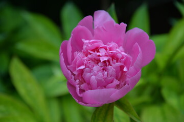 garden flower pink peony bloomed in spring, it is tender and beautiful