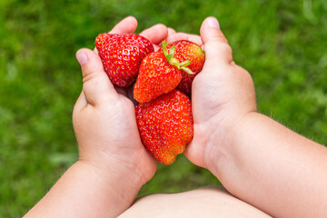 Strawberries in the hands of a child