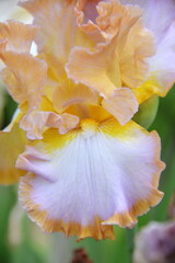 Fototapeta na wymiar meadow iris flower, different colors bloomed in the spring, it is tender and beautiful