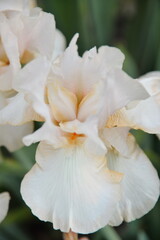 Fototapeta na wymiar meadow iris flower, different colors bloomed in the spring, it is tender and beautiful