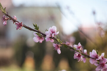 Peach flowers on a branch. Local focus.