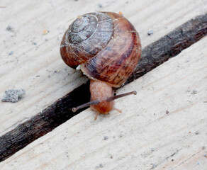snail on wood