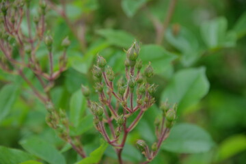 Fototapeta premium garden flower flying rose released buds in spring, it is tender and beautiful