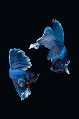 Two dancing of betta siamese fighting fish (Halfmoon Rosetail in white blue color) isolated on black background