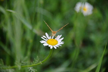 garden and field flower white camomile bloomed in the summer in the field