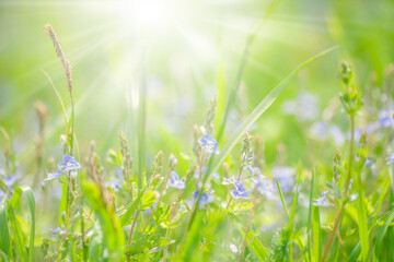 Closeup nature view of green leafs, plants and grass