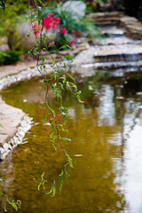 a branch of a weeping willow hanging over a pond