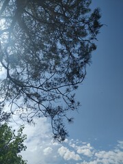 Trees and sky