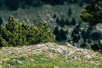 Paysage de montagne avec une prairie fleurie et marmotte