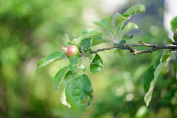 Apple on a branch in the garden