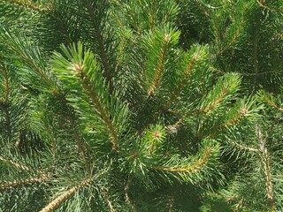 Pine tree branches