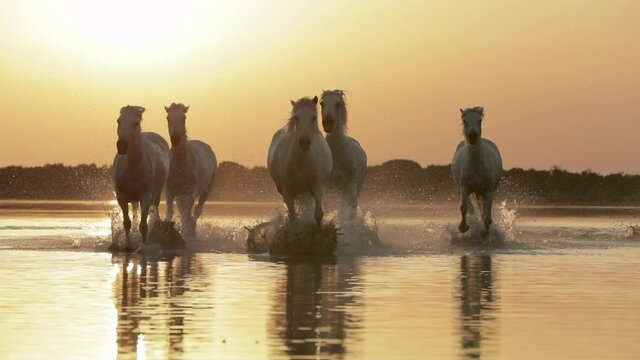 Slow motion shot of white horses splashing water against orange sky during sunset - Camargue, France