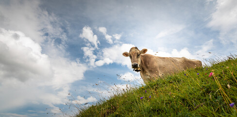 Brown mountain cows grazing on an alpine pasture in the Bernese Alps in summer. Grindelwald,...