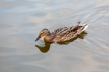 Duck swims on water, evening shooting