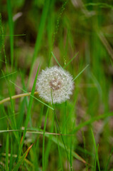 dandelion on green background