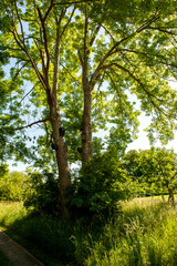 Baum mit Meisenkasten, Fledermausspaltenkasten, Fledermaushöhle und Fledermausgroßraumhöhe im Naturpark Schlei bei Borgwedel, Achterwisch, Schleswig-Holstein, Deutschland