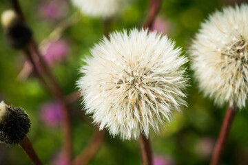 Beautiful dandelion in the field. Selective focus. Shallow depth of field.