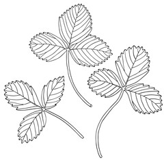 Hand drawn strawberry leaves set. Outline black and white vector illustration. Doodle plants isolated on white background.