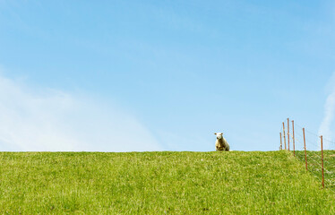Schaf auf dem Deich bei Westerhever ,Nordsee Schleswig-Holstein, Deutschland