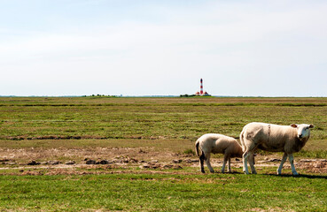 Mutterschaf und Lamm  auf Salzwiese vor dem Westerhever Leuchtturm, Nordsee Schleswig-Holstein, Deutschland