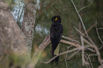 Yellow-tailed Black Cockatoo in a conifer tree
