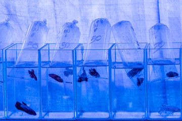 Betta fish or Siamase fighting fish  in mini aquarium with blue tone.