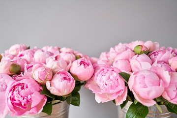 Pink Angel Cheeks peonies in a metal vase. Beautiful peony flower for catalog or online store. Floral shop concept . Beautiful fresh cut bouquet. Flowers delivery