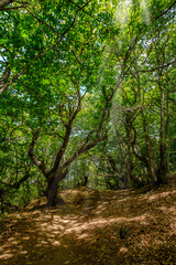 Fototapeta na wymiar leafy forest landscape, nature conservation adventures concept. Asturias Spain sun light between trees