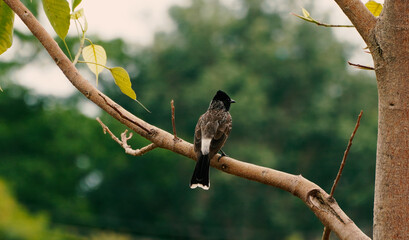 Bird on a branch