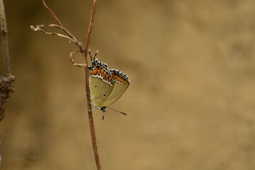 beautiful picture of sorrel sapphire butterfly ( heliophorus sena) outside body.