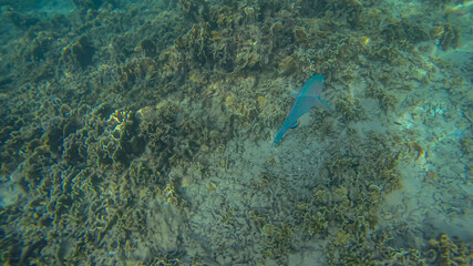 Panoramic scene under water and blue background