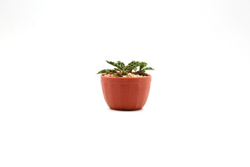 Cactus Isolated in Pot on White Background. Closeup Shot.