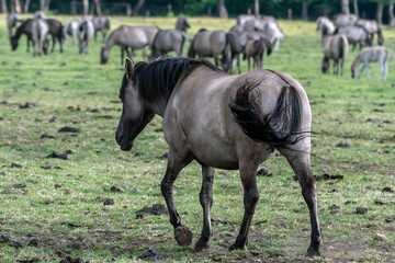 Fototapeta premium Wildpferde in Dülmen